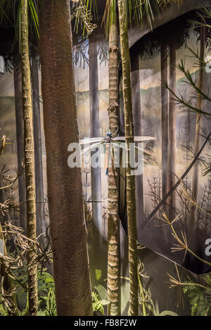 Meganeura gigante dragonfly raffigurato in una foresta nel periodo Carbonifero nel museo, Buxton, Derbyshire, Regno Unito. Foto Stock
