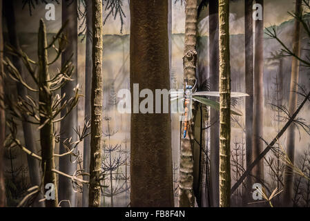 Meganeura gigante dragonfly raffigurato in una foresta nel periodo Carbonifero nel museo, Buxton, Derbyshire, Regno Unito. Foto Stock