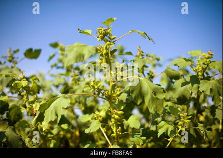 Impianto Cocklebur nel campo con il blu del cielo Foto Stock