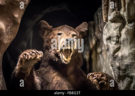 Un Europeo ripiene grizzly orso bruno raffigurato in una grotta nel museo, Buxton, Derbyshire, Regno Unito. Foto Stock