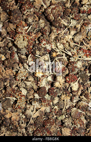 Qolle fiori utilizzati per la produzione di coloranti naturali per la lama e alpaca Lana, Perù Foto Stock