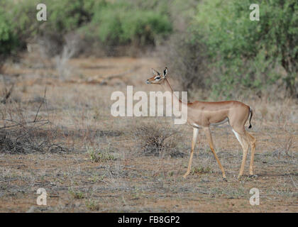 Gerenuk (Litocranius walleri) nella riserva di Samburu Kenya Foto Stock