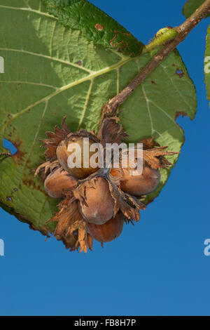 Cob, nocciolo, dado, frutta, nocciola, Gewöhnliche Hasel, Haselnuß, Haselnuss, Früchte, Nuß, Nuss, Nüsse, Corylus avellana, Coudrier Foto Stock