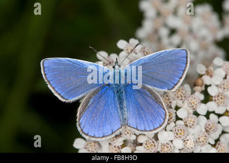 Blu comune, maschio, Hauhechelbläuling, Hauhechel-Bläuling, Gemeiner Bläuling, Männchen, Polyommatus icarus, Lycaena icarus Foto Stock