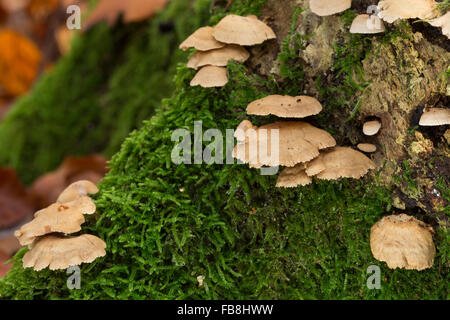 Oysterling amaro, astringente panu, Zwergknäueling Herber, Bitterer Muschelseitling, Panellus stipticus, Panellus stypticus Foto Stock