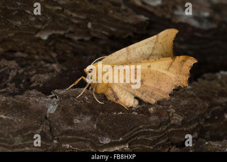 Grandi Thorn, Herbst-Zackenrandspanner, Herbst-Zackenspanner, Herbstlaubspanner, Herbstlaub-Spanner, autumnaria Ennomos Foto Stock