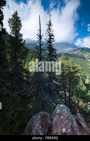 Foresta alpina nel nord faccia del Cadí Moixeró a modo di Prat de Cadí in Cerdanya region, la Catalogna. © Joan Gosa Badia Foto Stock