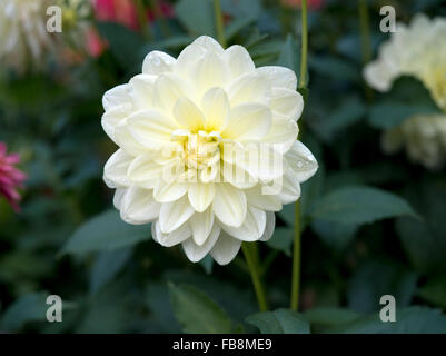 Dahlia giallo in giardino Foto Stock