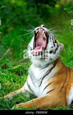 Tigri Amur su un prato in giorno di estate Foto Stock