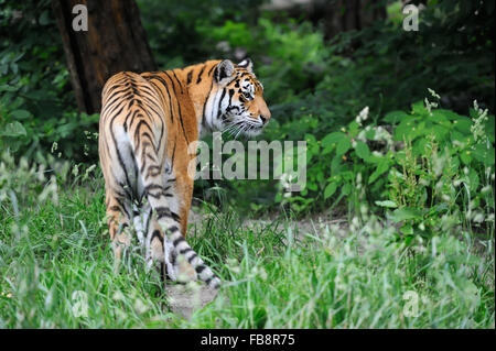 Tigri Amur su erba verde nel giorno di estate Foto Stock