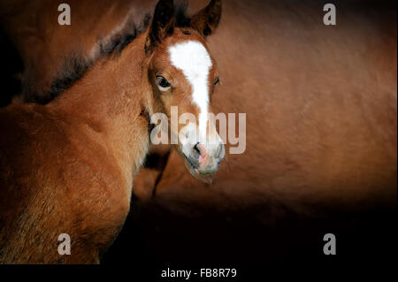 Close-up puledro su uno sfondo di pelle marrone con cavallo Foto Stock