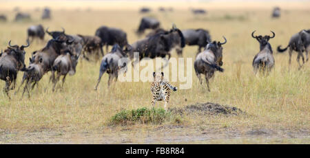 Ghepardo (Acinonyx jubatus) il perseguimento di un GNU, Masai Mara, Kenya Foto Stock