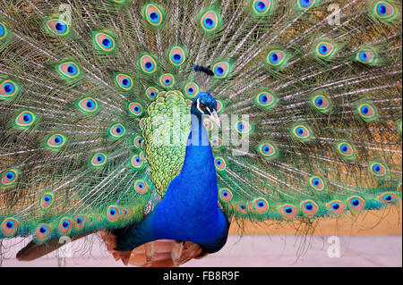 Ritratto di peacock in posa con piume fuori Foto Stock