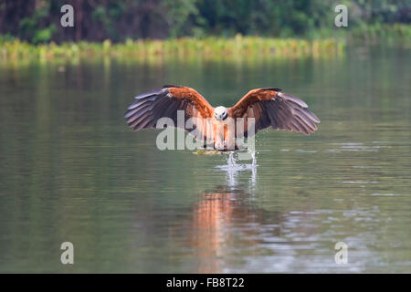 Black Hawk a collare (Busarellus nigricollis) pesca, Pantanal, Mato Grosso, Brasile Foto Stock