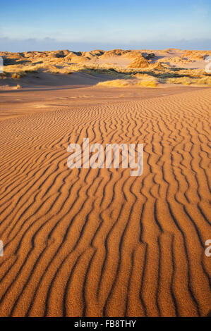 Le dune di sabbia a Forvie Riserva Naturale Nazionale - vicino a Ellon, Aberdeenshire, Scozia. Foto Stock