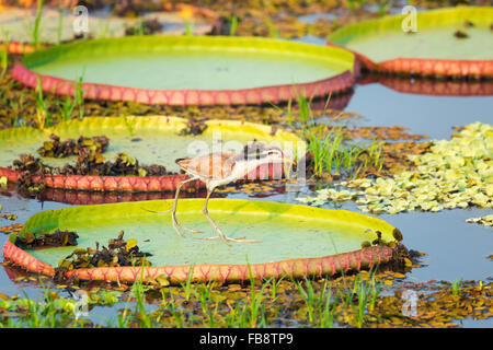 Immaturo Wattled Jacana (Jacana jacana) camminando su un Victoria ninfee lasciare (Victoria regia), Pantanal, Mato Grosso, Brasile Foto Stock