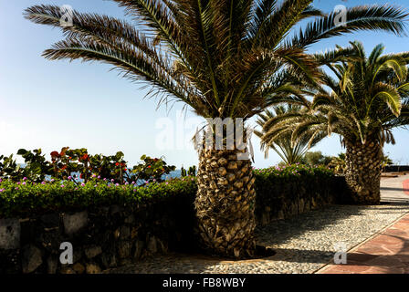 Palme fodera un passaggio pedonale costiero. Foto Stock