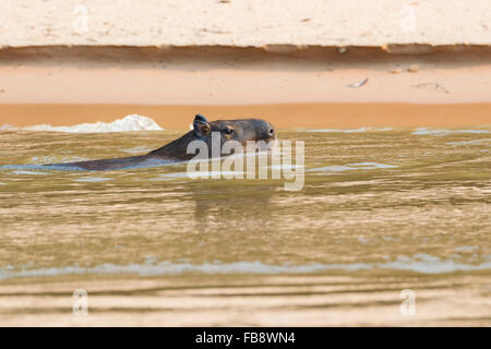 Capibara (Hydrochaeris hydrochaeris) nell'acqua, Pantanal, Mato Grosso, Brasile Foto Stock