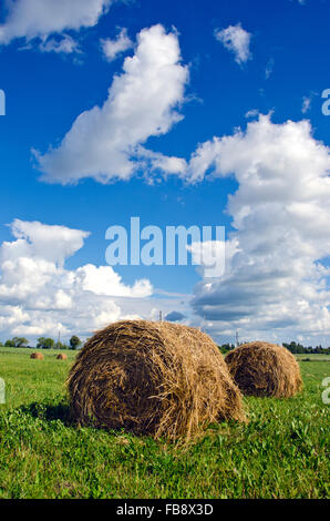 Haystacks al pascolo sul soleggiato nuvoloso giorno d'estate Foto Stock