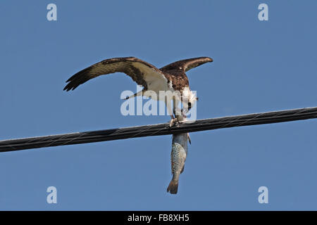 Osprey saldi sul filo mentre mangia poco pesce catturato Foto Stock