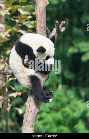 Due anni di età giovane panda gigante (Ailuropoda melanoleuca) salendo su un albero, Cina conservazione e centro di ricerca per la gia Foto Stock