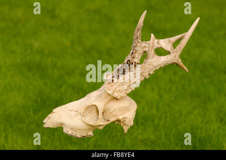 Cranio e corna di capriolo [Capreolus capreolus]. Sussex, Regno Unito. Foto Stock