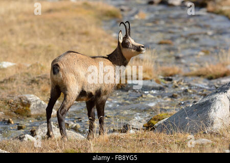 Camosci nel Parco Nazionale Gran Paradiso Foto Stock