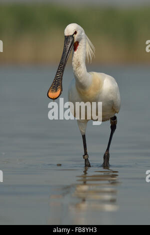 Eurasian spatole del Parco del Delta del Po Italia Foto Stock