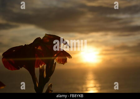 Fiori di orchidea durante il tramonto in Goa, India del Sud Foto Stock