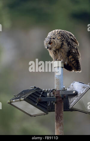 Nord del Gufo Reale / Europäischer Uhu ( Bubo bubo ) arroccato su un proiettore di una vecchia cava, guarda interessata a qualcosa. Foto Stock