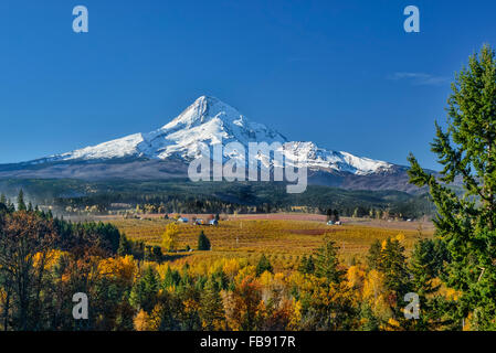 Montare il cofano e la valle vista dal Monte Cofano le aziende agricole biologiche, Hood River Valley, Oregon. Foto Stock