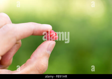 Un rosso fresco lampone raccolti nella foresta Foto Stock