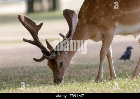 Daini (Dama Dama) in velluto con corna di cervo, pascolo sull'erba corta. Foto Stock