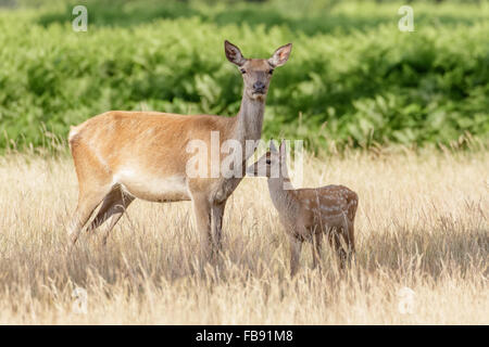 Il cervo (Cervus elaphus) hind mamma madre e bambino piccolo vitello in erba lunga. Foto Stock