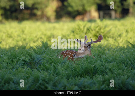 Macchie Daini (Dama Dama) con crescente velvet palchi in bracken o felci Foto Stock