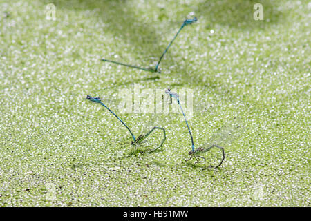 Azure Damselflies (Coenagrion puella) deposizione delle uova o ovipositing sotto l anatra infestante. Foto Stock