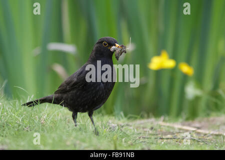 Merlo maschio (Turdus merula) la raccolta di cibo per i suoi giovani. Foto Stock