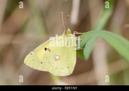 Offuscato Giallo farfalla (Colias croceus) appollaiato su un reed. Foto Stock