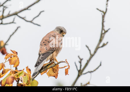 Comune di sesso maschile il gheppio (Falco tinnunculus) appollaiato su un ramo autunnale. Foto Stock