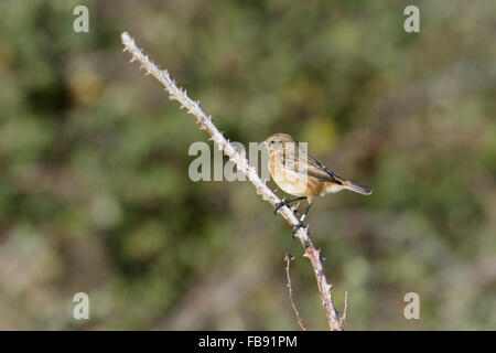 Femmina (Stonechat Saxicola rubicola) appollaiato su un gambo spinoso. Foto Stock