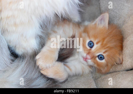 Piccolo divertente gattino con occhi azzurri Foto Stock