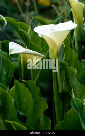 Close-up di Zantedeschia Foto Stock