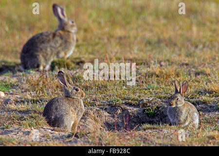 Conigli europea / comune coniglio (oryctolagus cuniculus) adulti con due ragazzi seduti di fronte burrow entrata in Prato Foto Stock