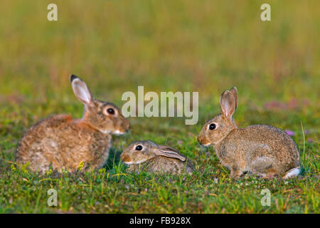 Conigli europea / comune coniglio (oryctolagus cuniculus) adulti con due giovani in Prato Foto Stock