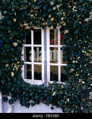 Close-up di una variegata ivy crescente intorno a una finestra a battente Foto Stock