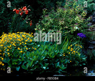 Mimulus giallo e gigli rossi in estate il confine con una fioritura malva hebe e iris blu Foto Stock