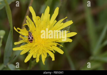 Coccinella asiatica (Harmonia axyridis) sulla superficie del fiore giallo con sfondo verde. Foto Stock