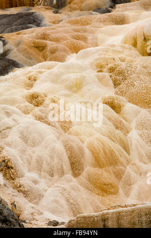 Geotermica di flusso a caldo e ricco di carbonato di acqua; forme cascading cumuli di colore arancione scuro e calcare bianco, Yellowstone, Wyoming. Foto Stock