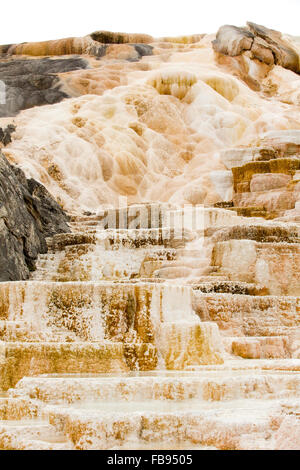 Flusso geotermico di caldo e ricco di carbonato di acqua, forma cascading, arancione scuro e bianco calcare terrazze a Mammoth Hot Springs. Foto Stock