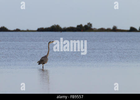 Airone cenerino all'interno di fiume Po laguna, paesaggio italiano. Carattere minimo panorama Foto Stock